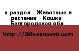  в раздел : Животные и растения » Кошки . Белгородская обл.